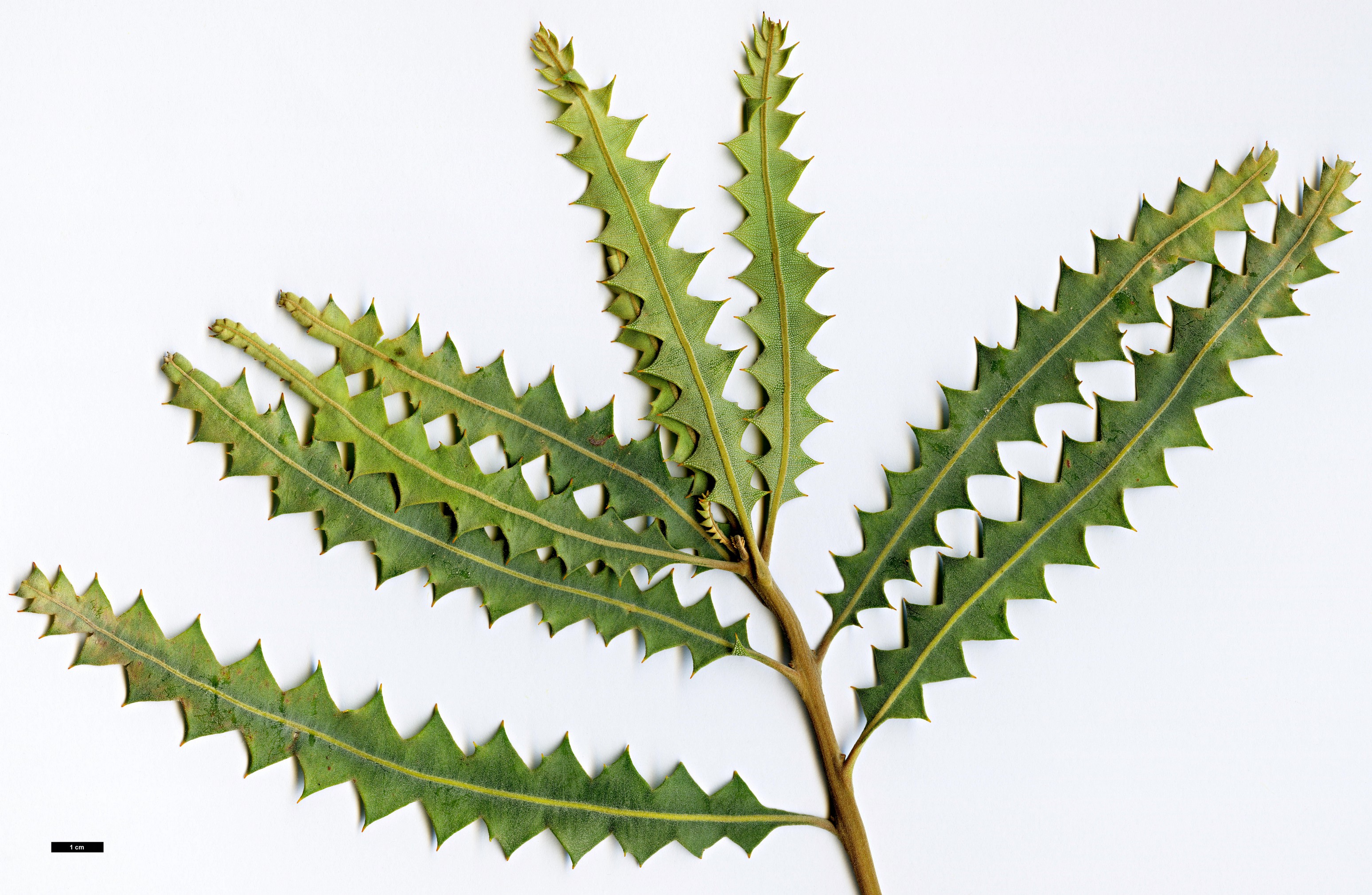 High resolution image: Family: Proteaceae - Genus: Banksia - Taxon: ashbyi - SpeciesSub: var. ashbyi